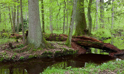 Image showing Two large tree by slow flowing river