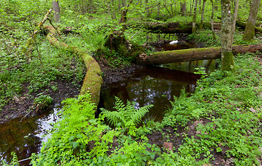 Image showing Springtime view of natural deciduous stand with little river