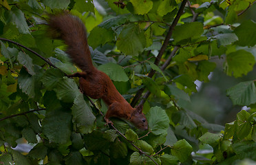 Image showing Tree squirrel closeup