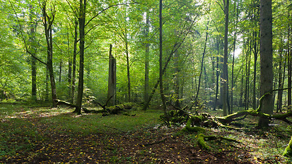 Image showing Shady deciduous mainly hornbeam stand