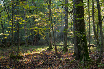 Image showing Morning sun entering deciduous stand