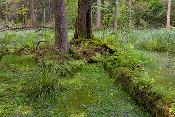 Image showing Natural stand of Bialowieza Forest with standing water