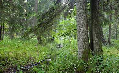 Image showing Summertime look of deciduous stand with little stream