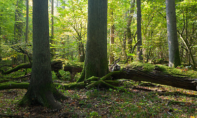 Image showing Autumnal natural deciduous forest in morning