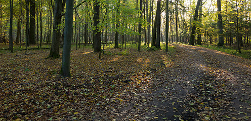 Image showing Dirt road crossing old deciduous stand