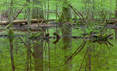 Image showing Springtime wet deciduous forest with standing water