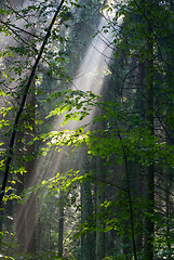 Image showing Sunny morning in the forest