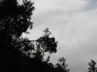 Image showing Tree clouds. Cyprus