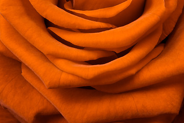 Image showing orange rose