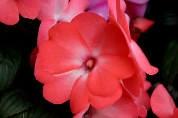 Image showing Pink flower