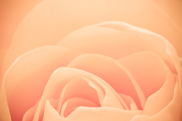 Image showing orange rose macro