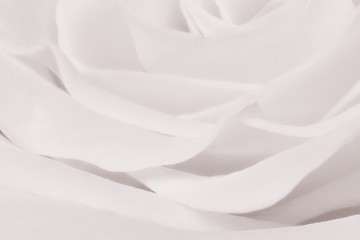 Image showing white rose close up