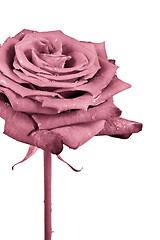 Image showing pink rose