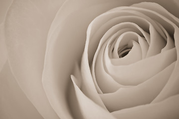 Image showing white rose macro