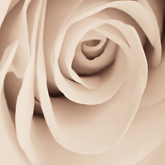 Image showing white rose close up