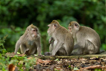 Image showing Monkey (Macaca fascicularis)