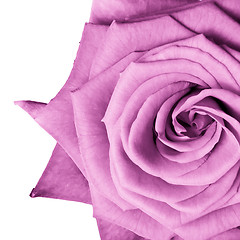 Image showing pink rose