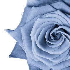 Image showing blue rose