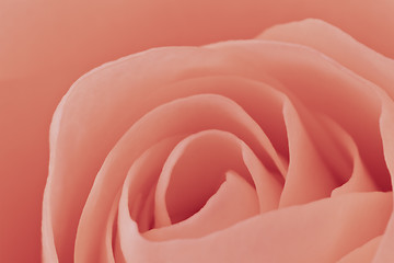 Image showing pink rose macro