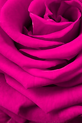 Image showing pink rose