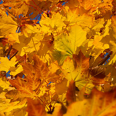 Image showing autumn foliage