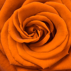 Image showing orange rose