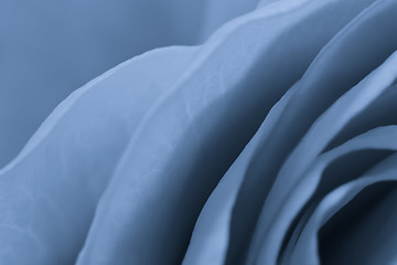 Image showing blue rose macro