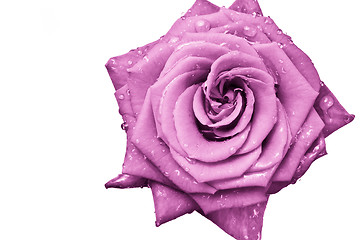 Image showing pink rose