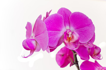 Image showing pink orchid