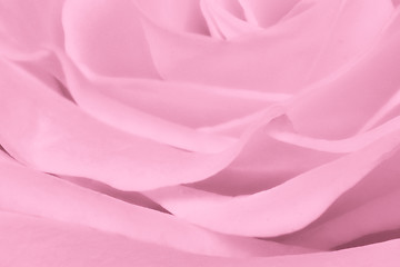 Image showing pink rose close up