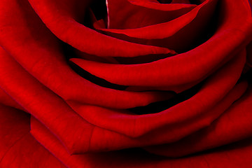 Image showing red rose