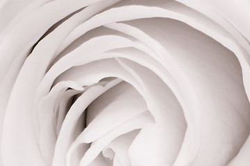 Image showing white rose close up