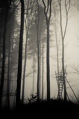 Image showing misty forest