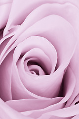 Image showing violet rose close up