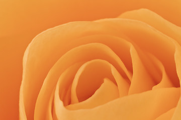 Image showing orange rose macro