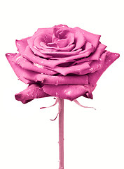 Image showing pink rose