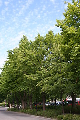 Image showing trees