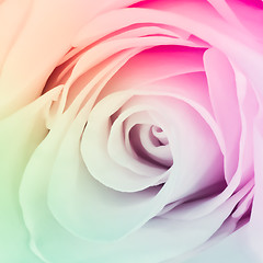 Image showing multicolor rose