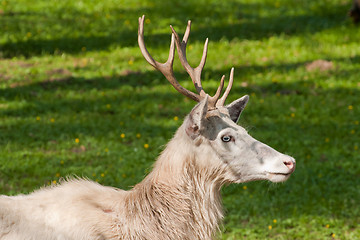 Image showing albino deer