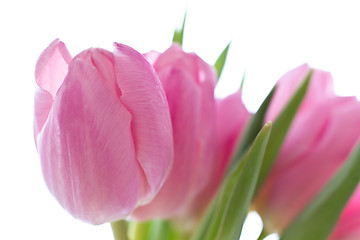 Image showing pink tulips