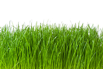 Image showing green grass