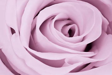 Image showing violet rose close up