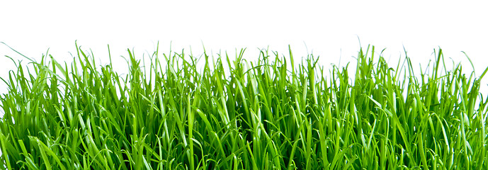 Image showing green grass