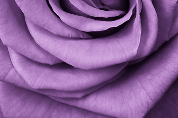 Image showing violet rose