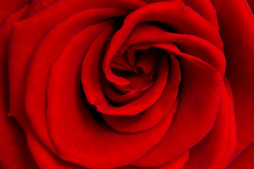 Image showing red rose