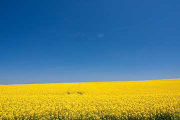 Image showing rape field