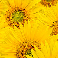 Image showing background made of beautiful sunflowers