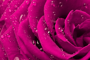 Image showing pink rose