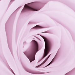 Image showing violet rose close up