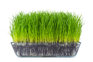 Image showing grass with soil